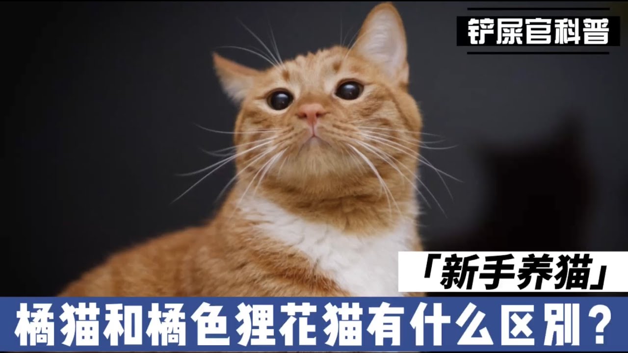 新手养猫：橘猫和橘色狸花猫有什么区别