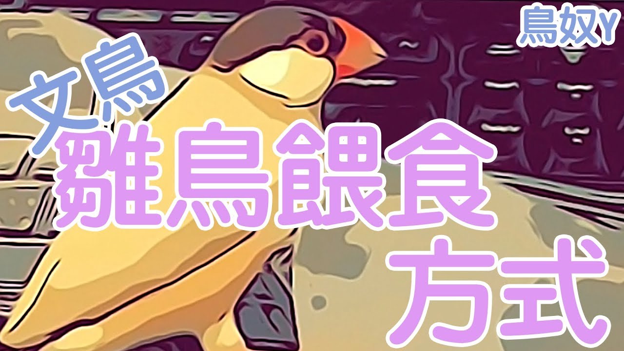 【鳥奴Y】文鳥餵食方式
