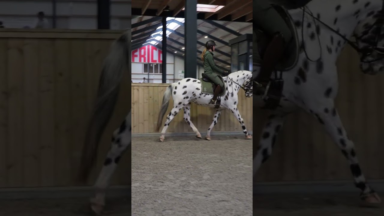 Dressuurclinic Marlon van Wissen & Fleur van der Scheer - Deel 3