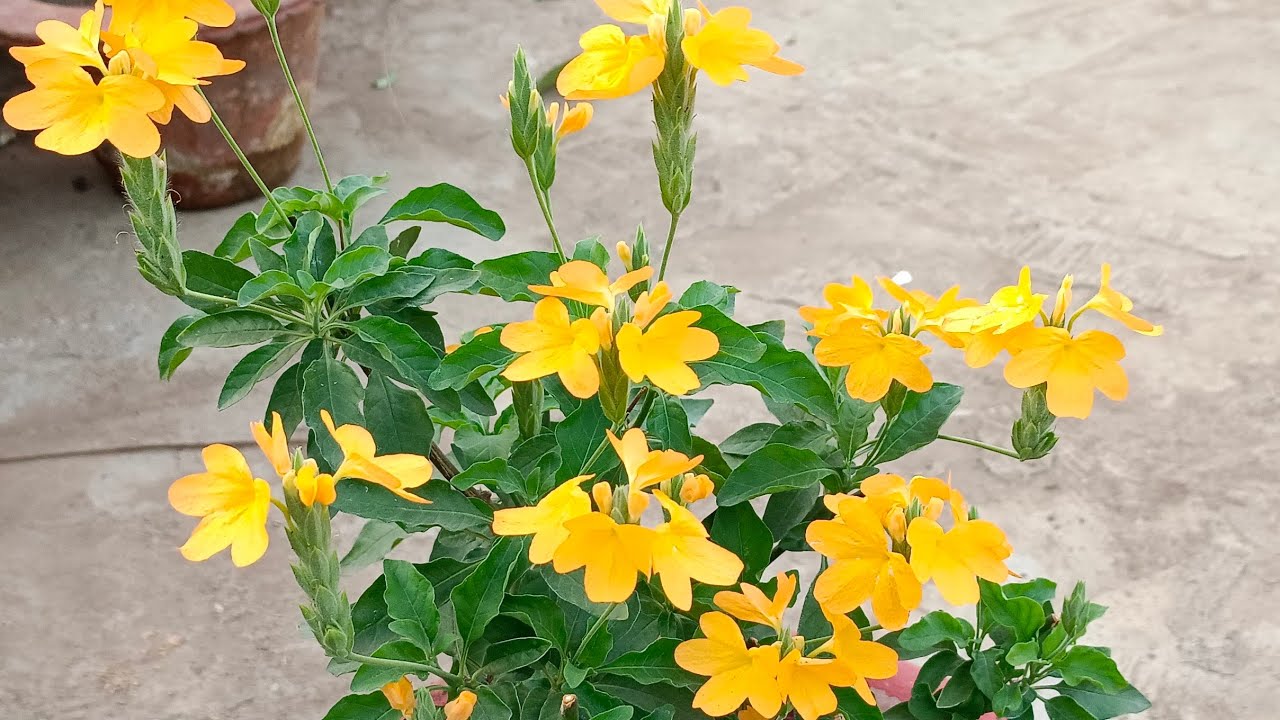 Crossendra flower care & Propagation tips👍 अबोली flower plant की देखभाल कैसे करें