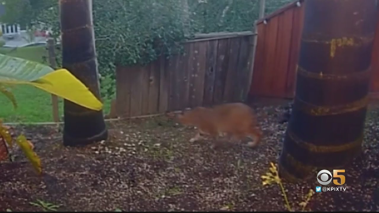 Daly City Woman Comes Face-To-Face With Mountain Lion