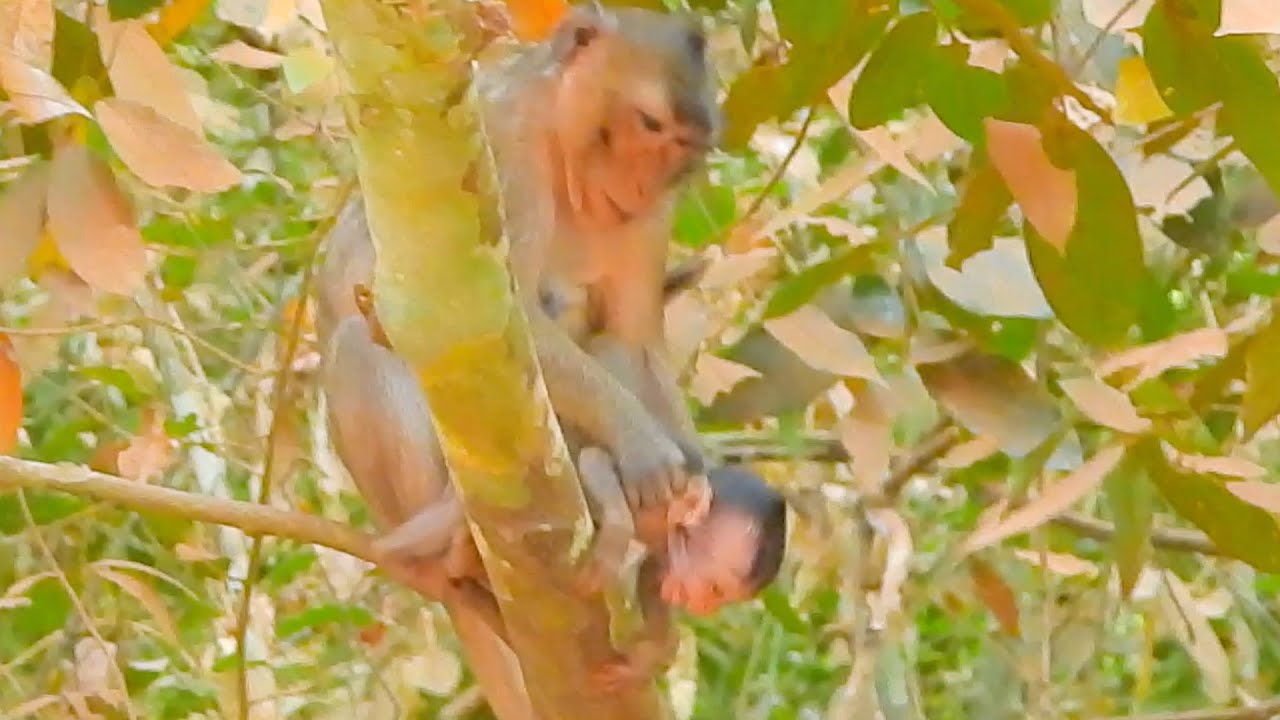 Forest Monkey , Mommy Miyeon, Why She Beat Like This On Baby Mile?