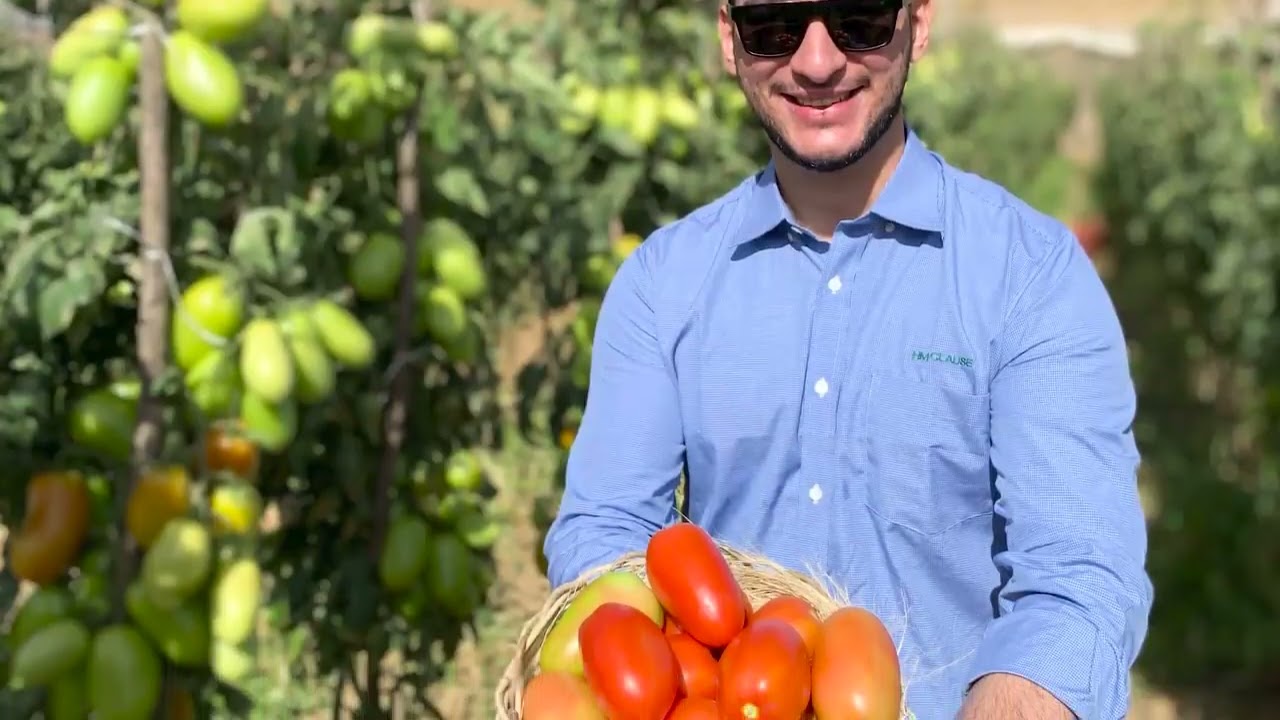 TOMATE GUARÁ HM CLAUSE | RESULTADOS EXCELENTES COM MANEJO SYNGENTA.