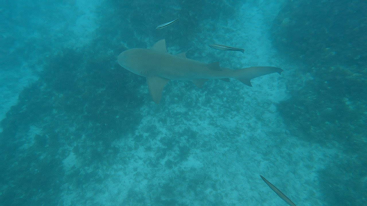 Miami SpearFishing ( Pesca Submarina en Miami, Florida, USA )