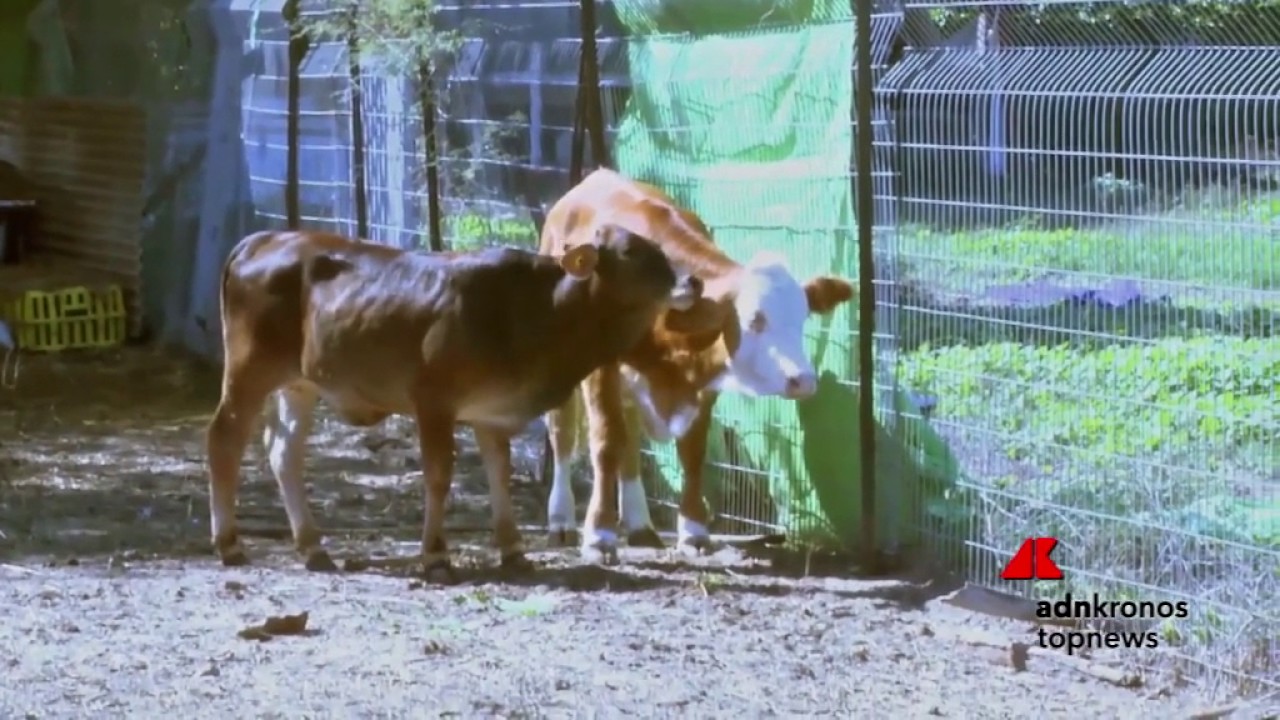 Salvate dal macello e rimesse in libertà, la reazione di due mucche...