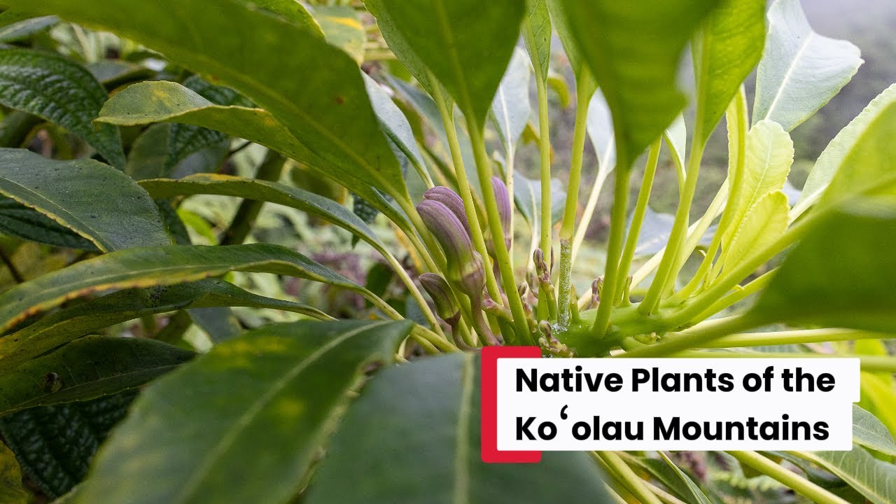 Native Plants of the Koʻolau Mountains | A Hiker&rsquo;s View of Hawaiʻi&rsquo;s Forest Biodiversity