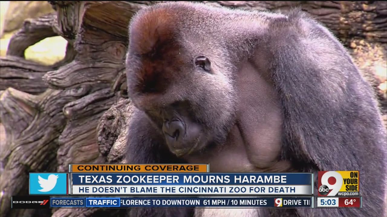 Texas zookeeper mourns the death of Harambe