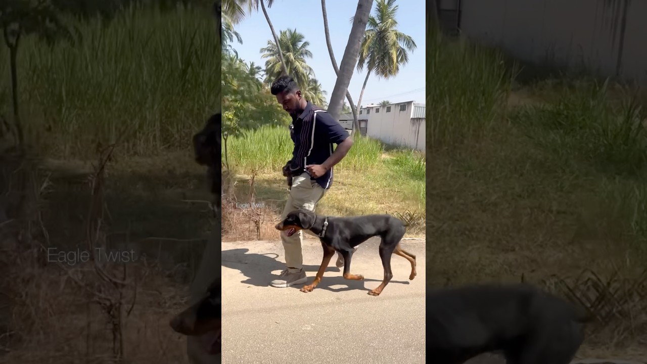 ஒரு💥முறை சொன்னா போதும்💢| Highly Trained Dog's🐕| Doberman | Erode dog kennel 🐾Tamil | Vlogs  #shorts