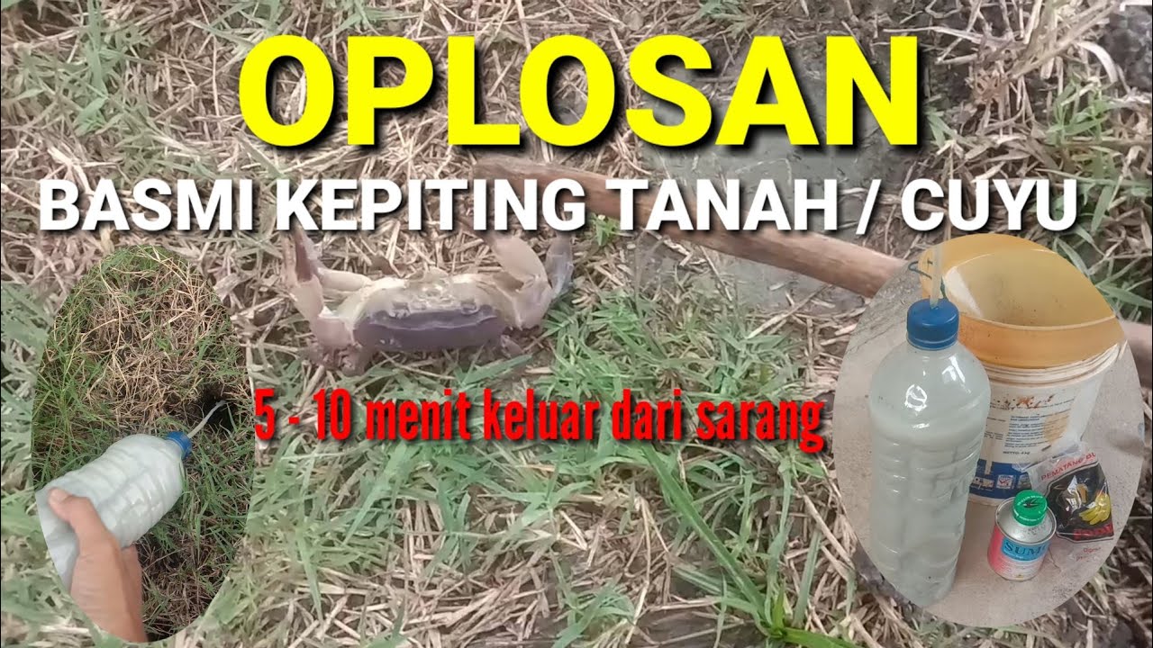 CARA MEMBUAT OPLOSAN PEMBASMI KEPITING TANAH (CUYU)