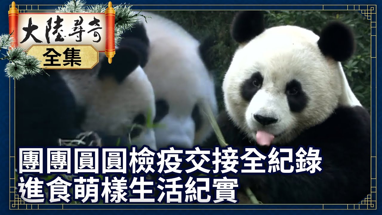 《完整版》團團圓圓運送檢疫交接全紀錄 進食萌樣生活紀實【@ctvchinatvEP1282】