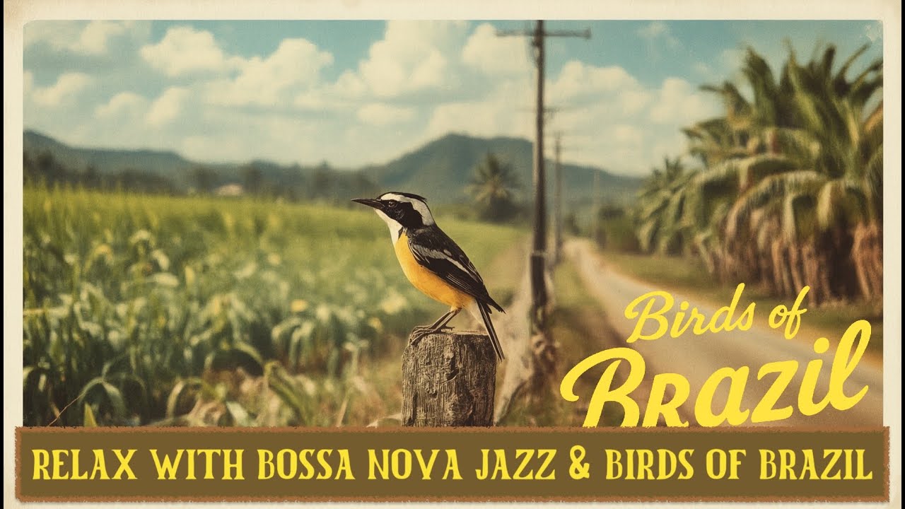 Calm Lo-Fi Bossa Nova Jazz &ndash; Sunny Fields for Morning Energy | Birds of Brazil &ndash; Great Kiskadee