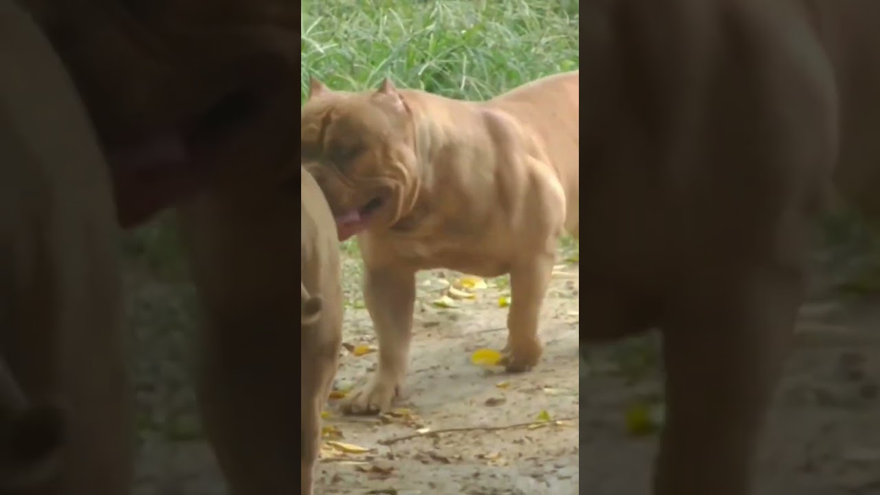 Pit Monster (red sable) #shorts #pitmonster #bully #pitbull #viral #pet #dog #youtubeshorts