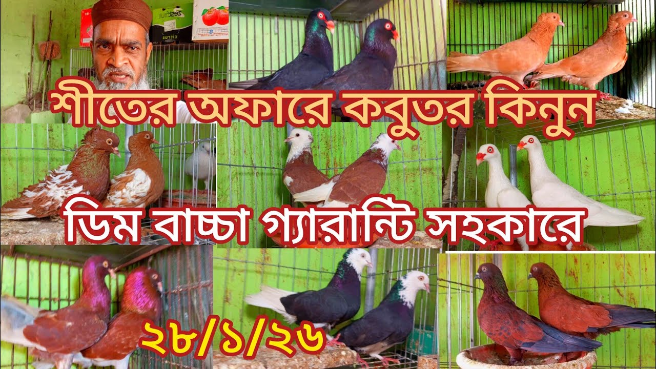 শীতের অফারে কবুতর কিনুন ডিম বাচ্চা গ্যারান্টি সহকারে 