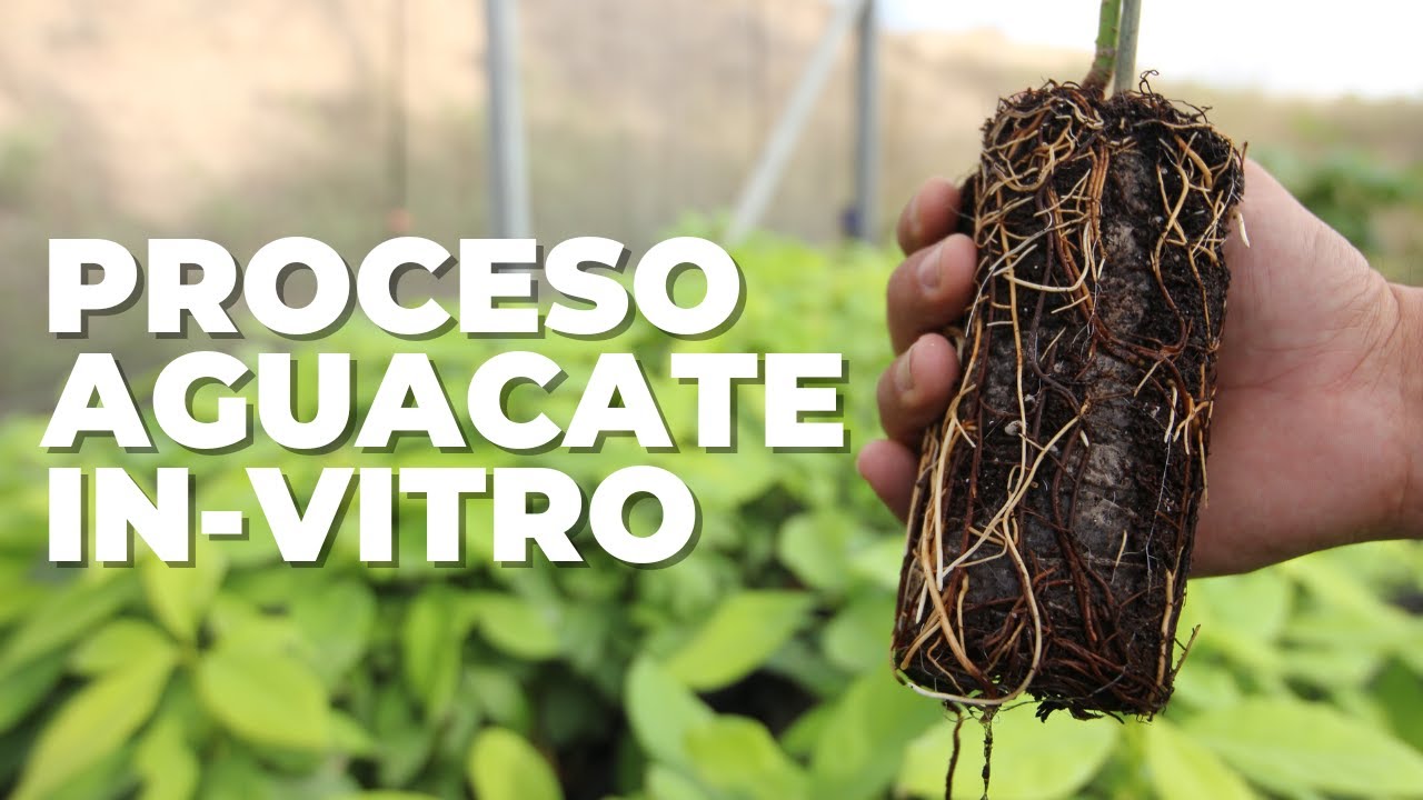 Asi NACE un AGUACATE IN-VITRO... Formación de PRINCIPIO a FIN (Patrón Belona)
