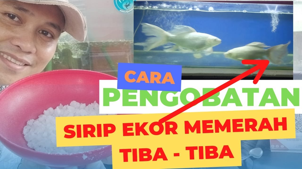 cara mengobati ekor dan sirip ikan koi yang tiba - tiba memerah
