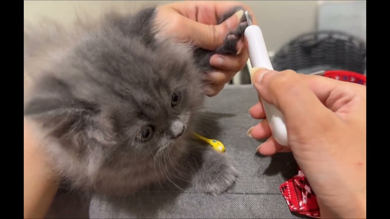 يومياتي مع قططي الصغيرة🧸 ، افكار جديده لمربي القطط 💭 #reem_days #trending #cat  #kitten  #فلوق