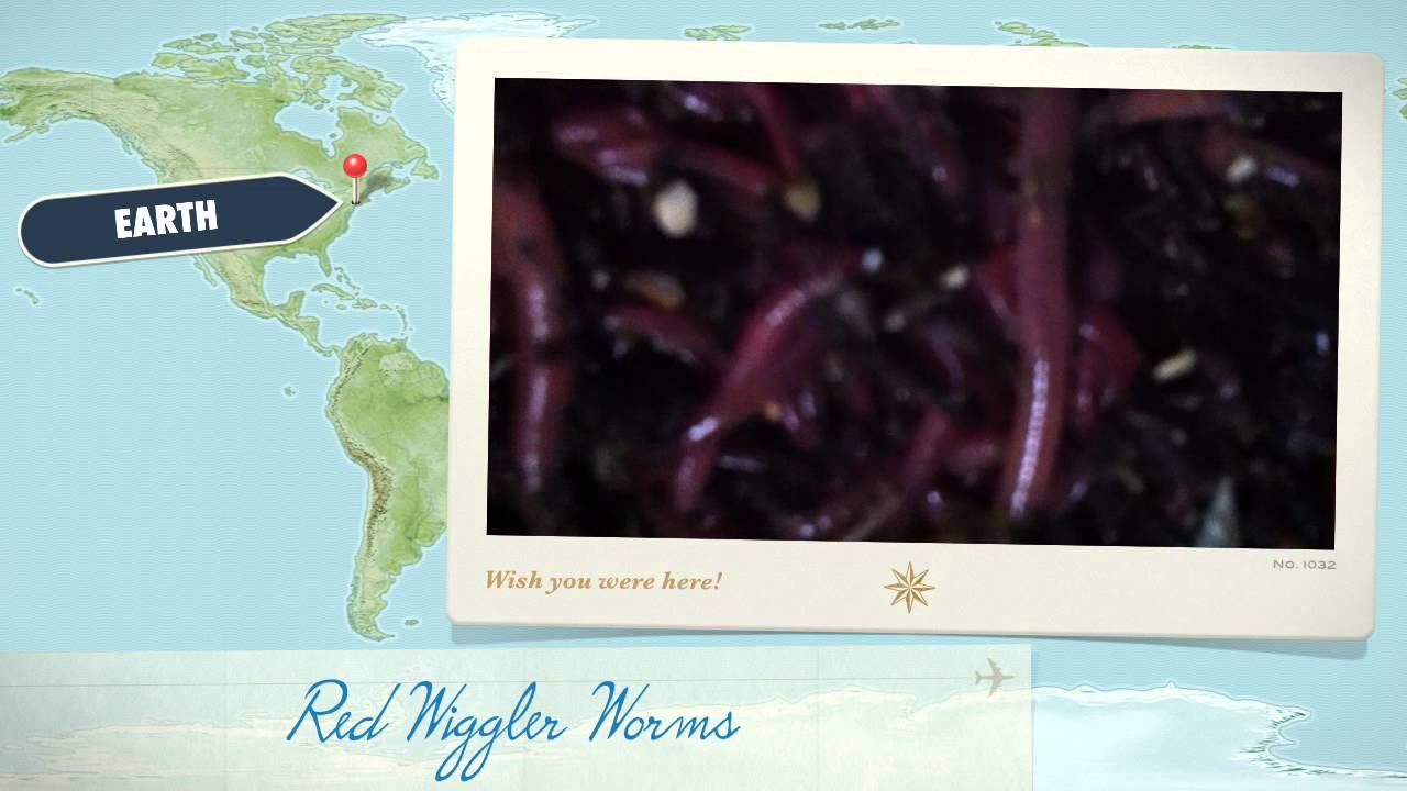 Red Wiggler Worms