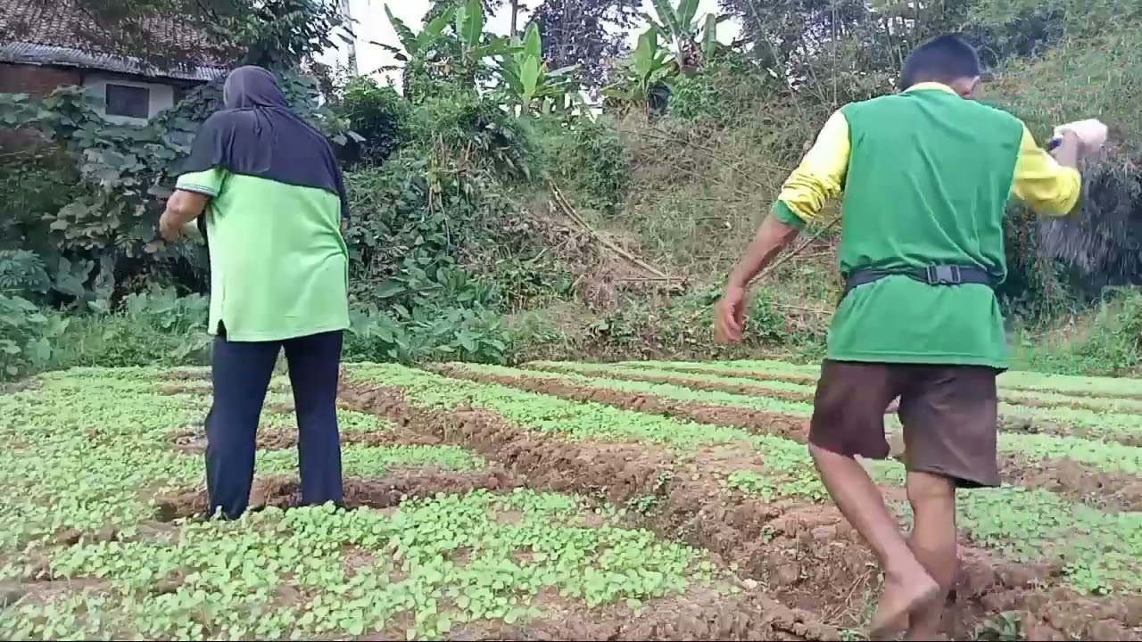 cara pemupukan bayam berumur 9 hari