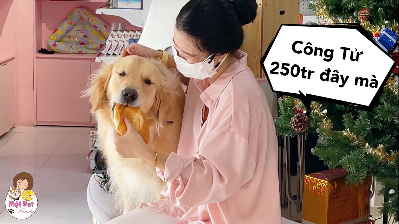Đưa Con Đi Tắm Vẫn Mang 2 Cái Bánh Mì Cho Con Ăn Sáng - Mật Pet Family