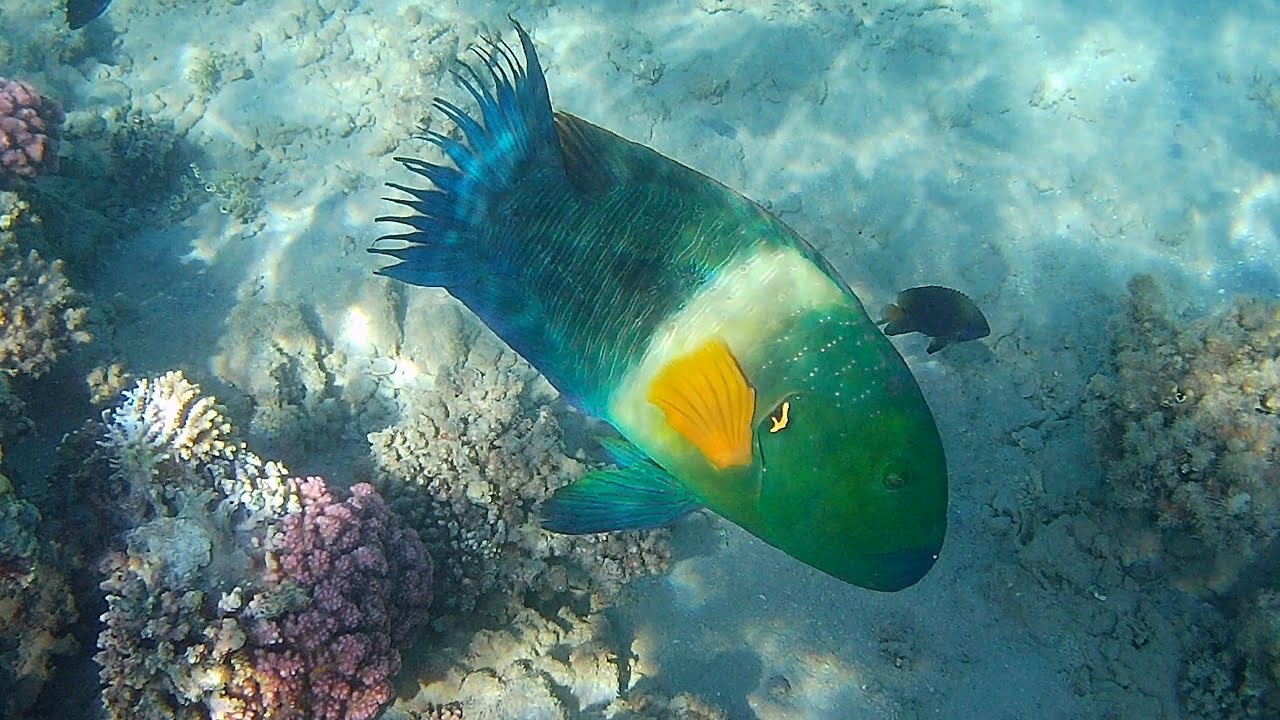 Fische, Fischlein und Konsorten