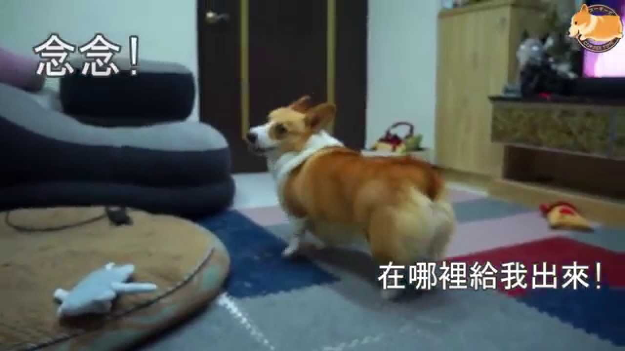 聽的懂人話的柯基犬 嘎逼