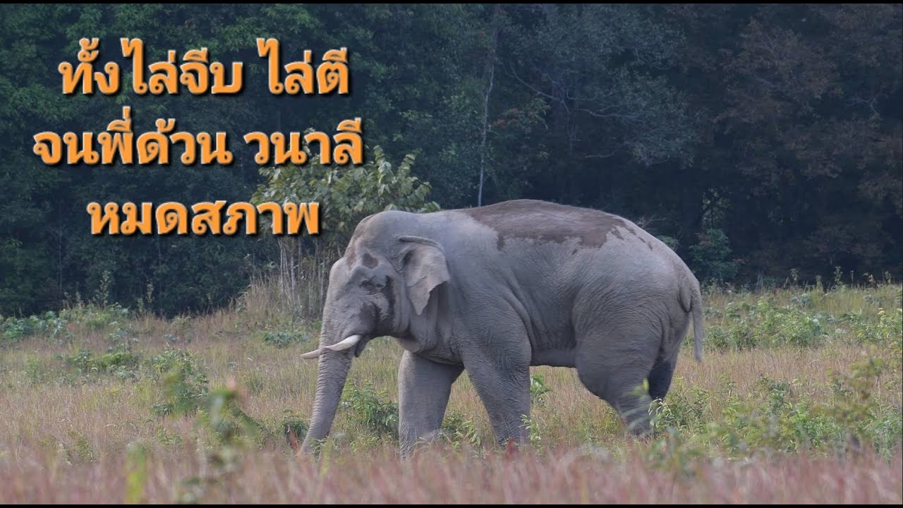 ทั้งไล่จีบ ไล่ตี พี่ด้วน วนาลี ไม่หมดสภาพได้ไงไหว (สู้ ๆ นะป๋า)