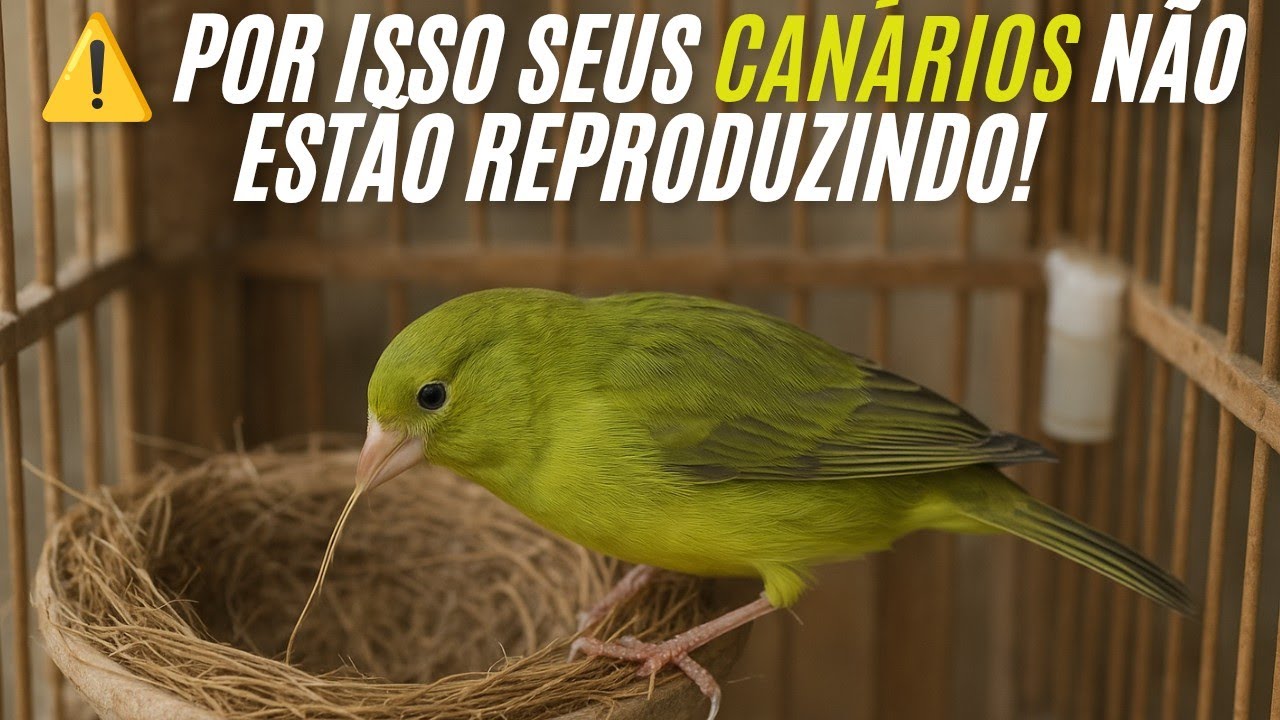 ❌ Se Você não  fazer Isso, Nunca Vai Ter Sucesso na Reprodução!