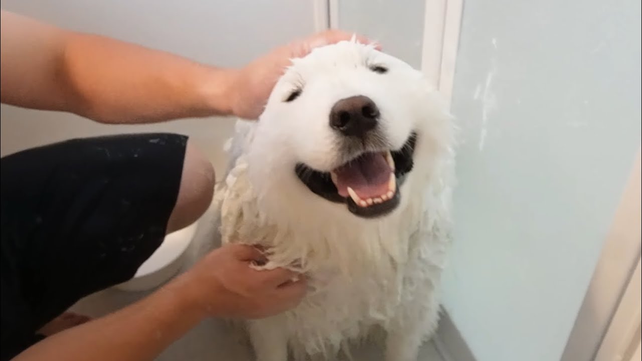 久々のお家シャンプーで我が家の犬が絶望しましたw