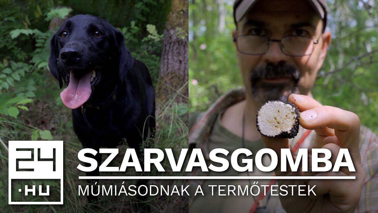 Pusztul a nyári szarvasgomba az Alföldön - Samu még lelkesen keresi, de egyre kevesebb terem | 24.hu