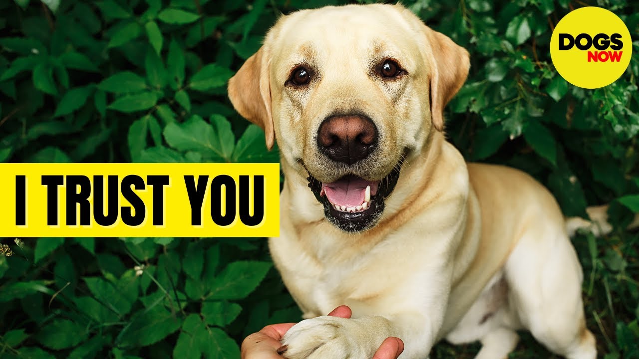 11 SIGNS YOUR DOG REALLY TRUSTS YOU