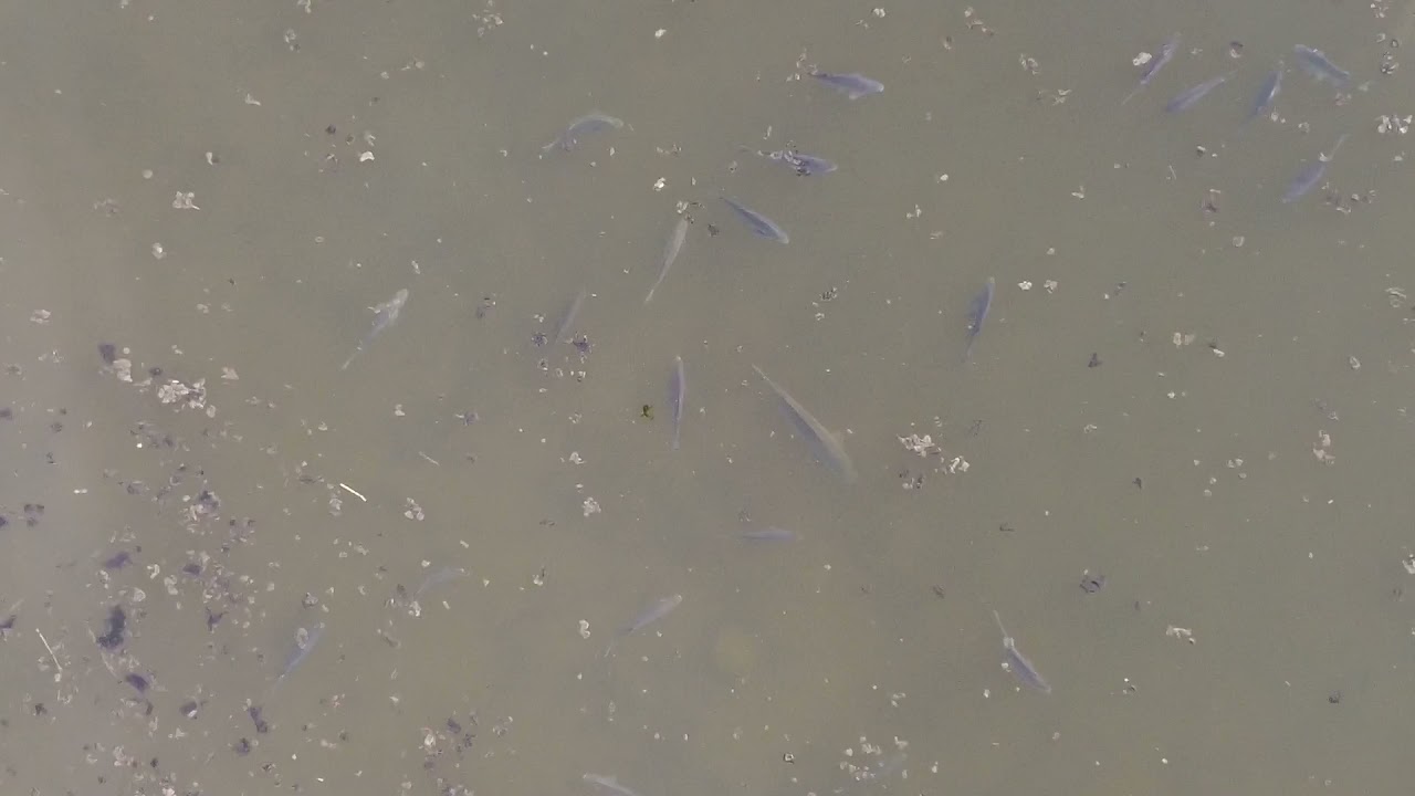 Karpers spotten met je drone 🙌🏻 15kg + vis 😳