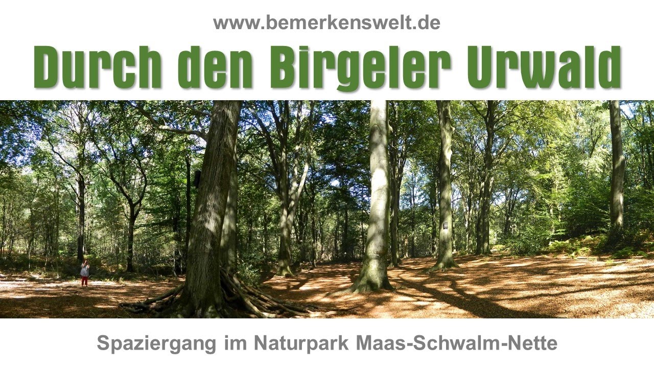 Wegberg / Wasssenberg: Im Birgeler Urwald