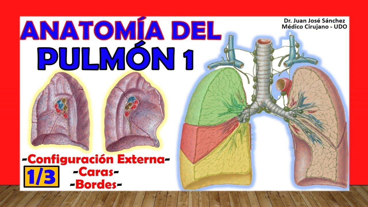 🥇 PULMÓN 1/3, Anatomía. (Configuración Externa, Caras y Bordes). Fácil y Sencilla