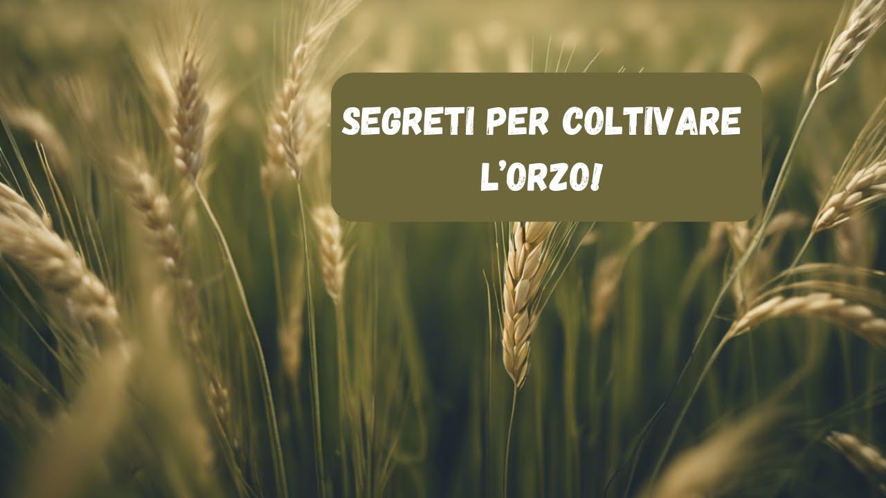 Coltivazione Orzo: Tutto Ciò che Devi Sapere