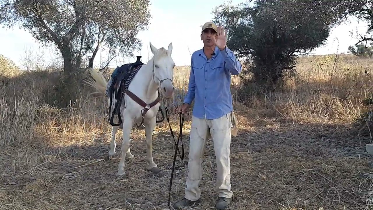 איך מלמדים סוס לעמוד כשעולים עליו.