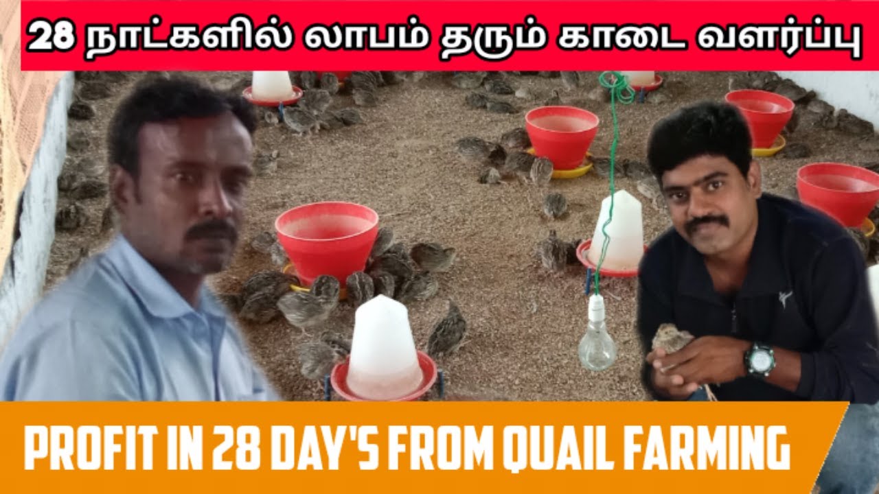 28 நாட்களில் லாபம் தரும் காடை வளர்ப்பு | 