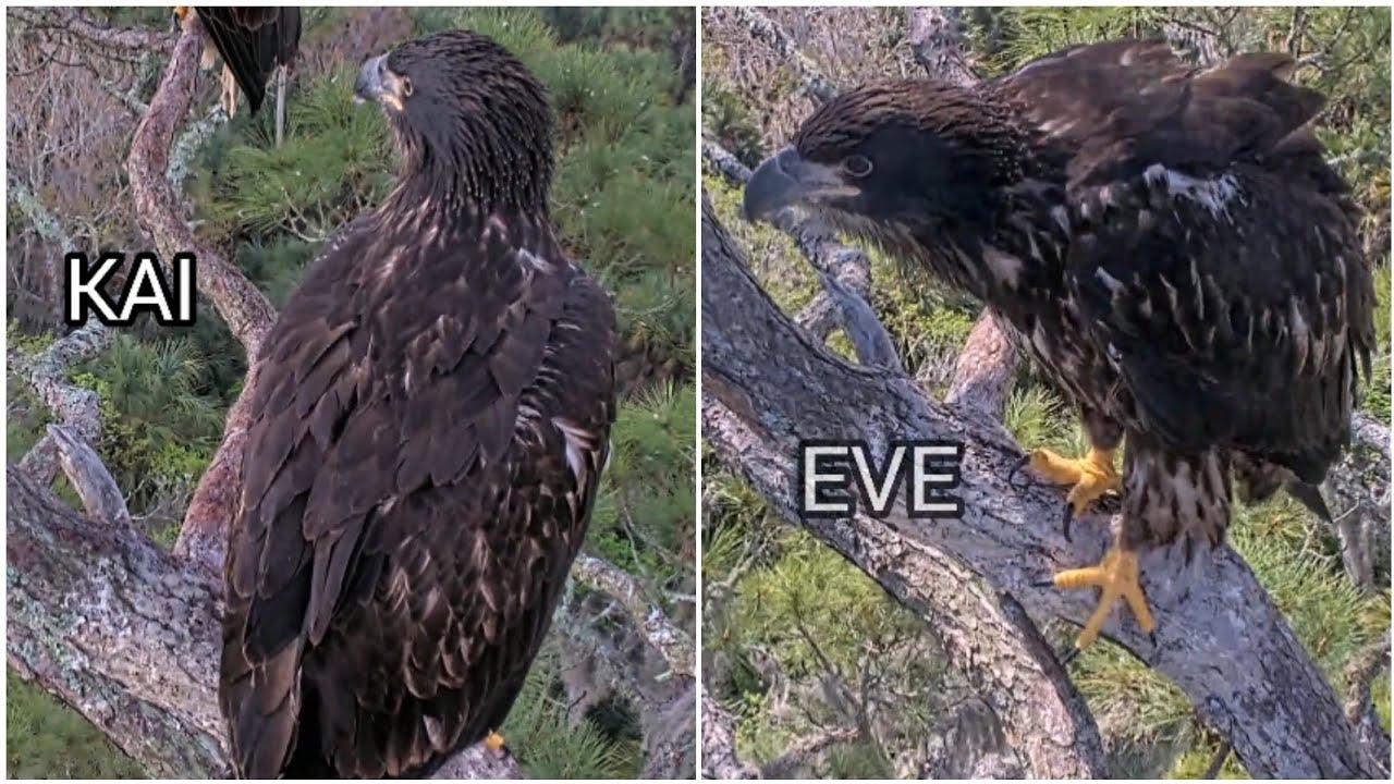 NEFL EAGLES 2026.3.5 🥳KAI and EVE both climbed Sunset Branch!