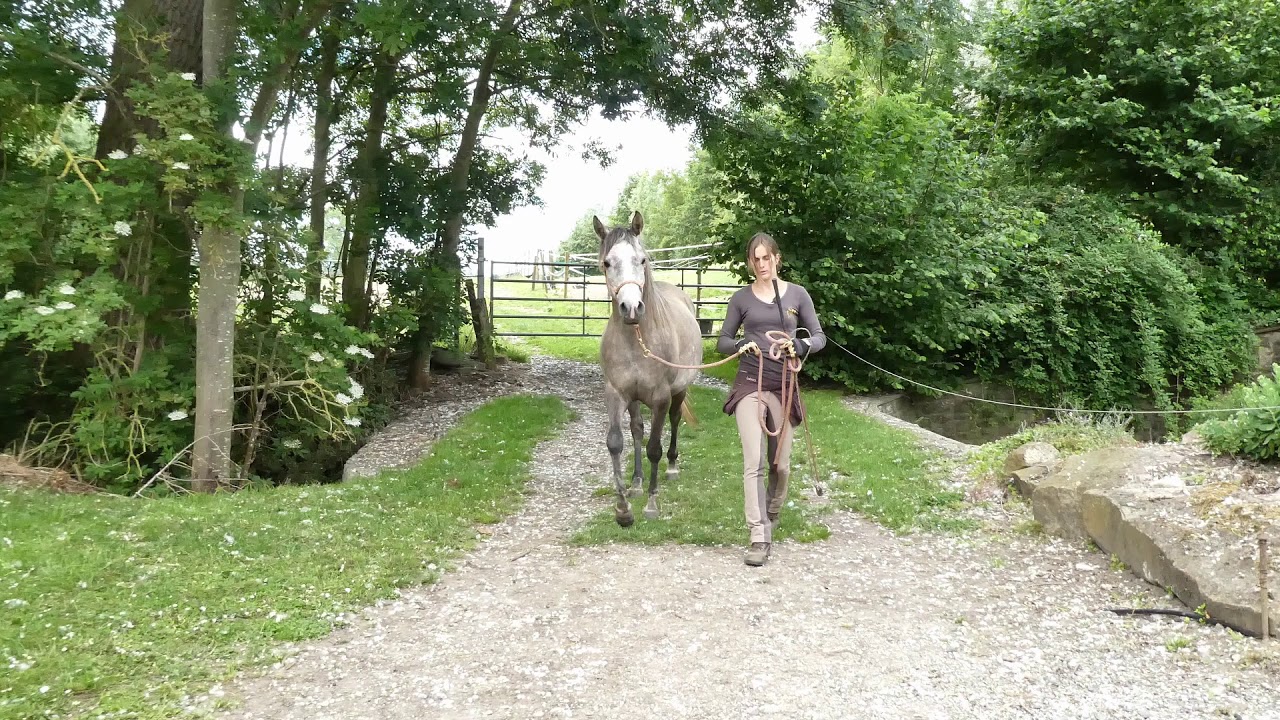 Comment gérer les peurs de mon cheval émotif ?
