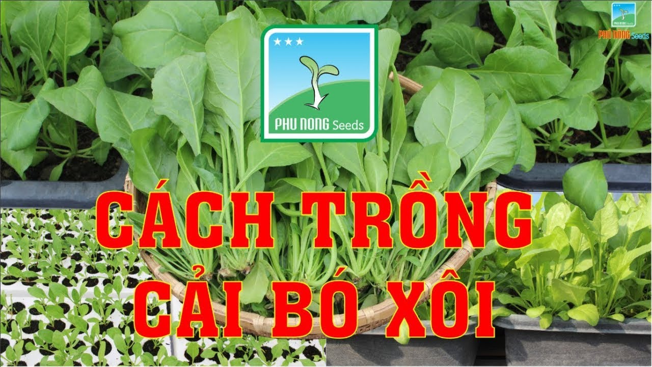 HƯỚNG DẪN CÁCH TRỒNG CẢI BÓ XÔI TRONG CHẬU (ĐƠN GIẢN, HIỆU QUẢ, DỄ THỰC HIỆN,...)