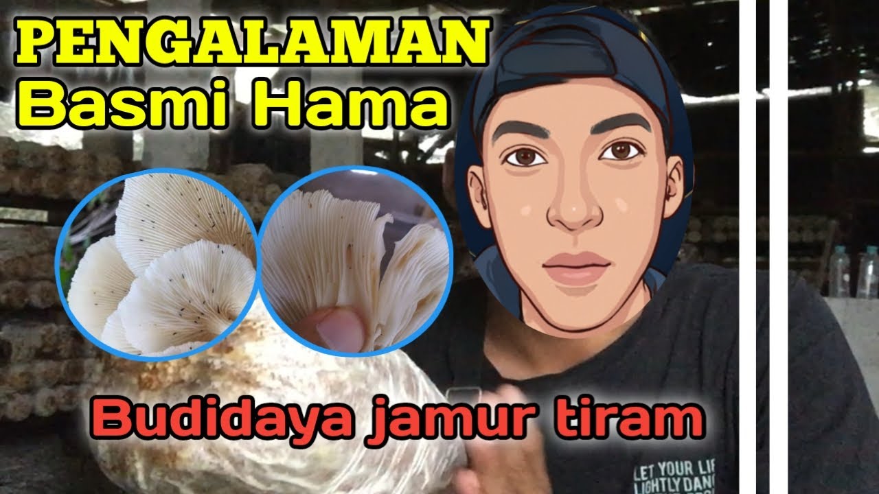 Pengendalian hama pada baglog jamur tiram