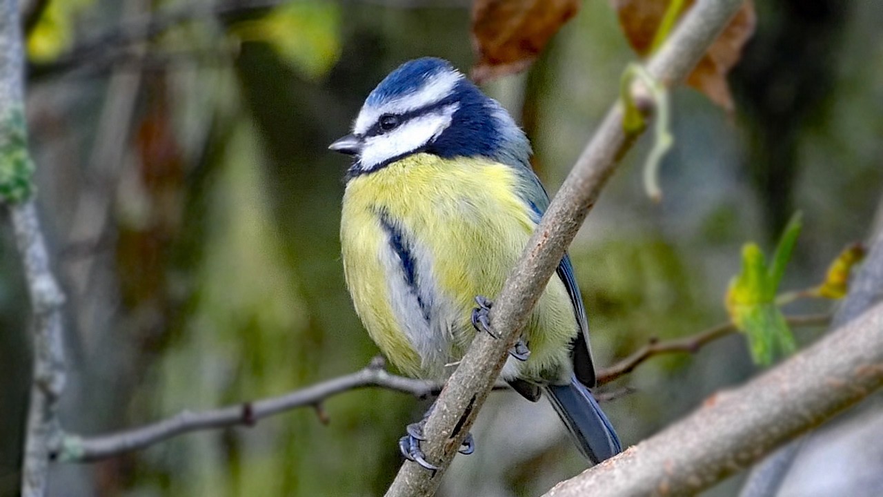The Blue Tit: 10 Fascinating Facts + Songs and Calls