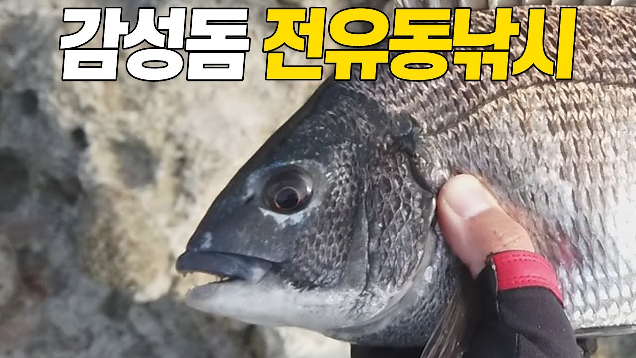 감성돔 전유동 낚시 배우기 / 최대한 쉽게 설명 / 남해 미조