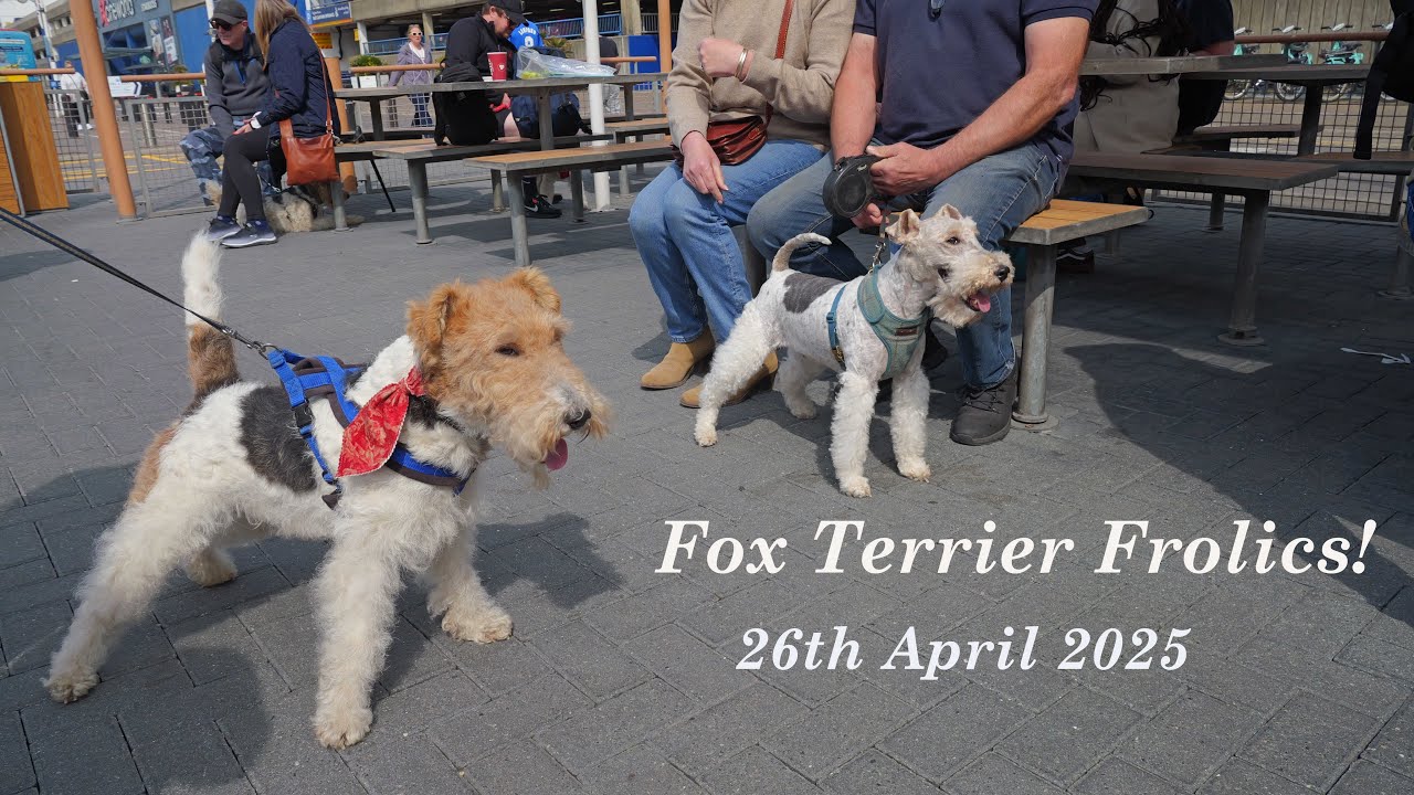 Fox Terrier Frolics...  Saturday 26th April 2025