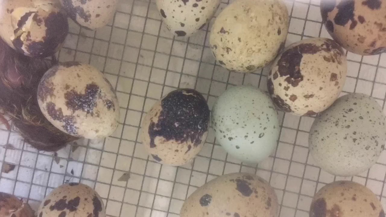 Coturnix Quail Egg Hatching - Live Timelapse!