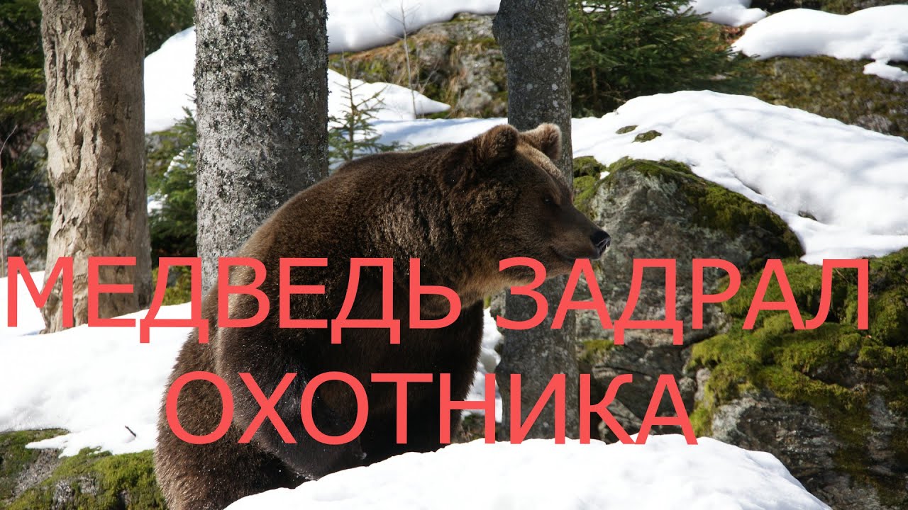 Медведь задрал охотника, а выжившему грозит 250000 рублей штрафа.