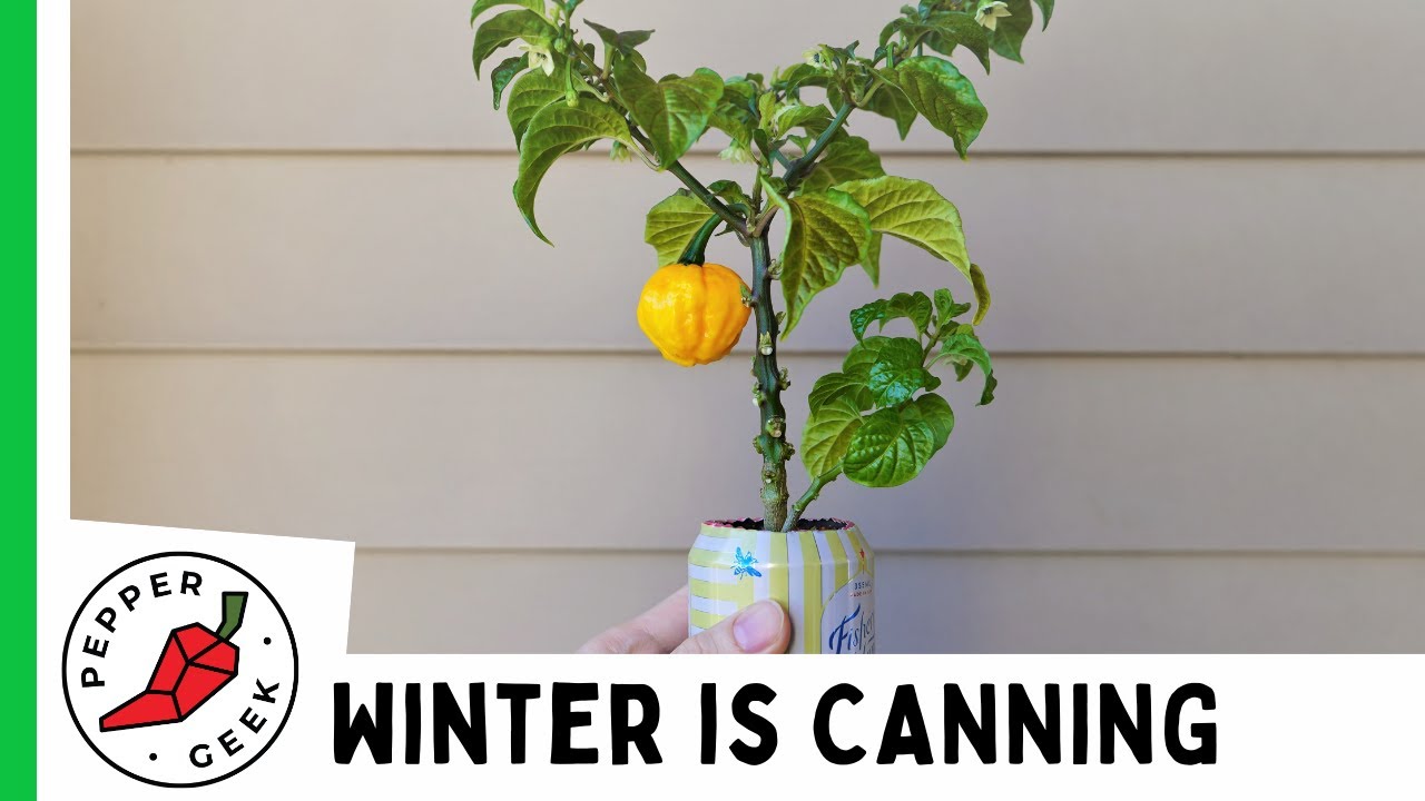 Growing Hot Peppers in a 12oz Can - KSLS - Seed to Harvest & Tasting! #winteriscanning2020