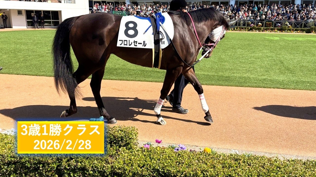 2026年2月28日 | 中山6R 3歳1勝クラス | フロレセール | ドナルンバ | アイドクレース | パドック 現地映像 全頭 | 中山競馬場 | 芝1,800
