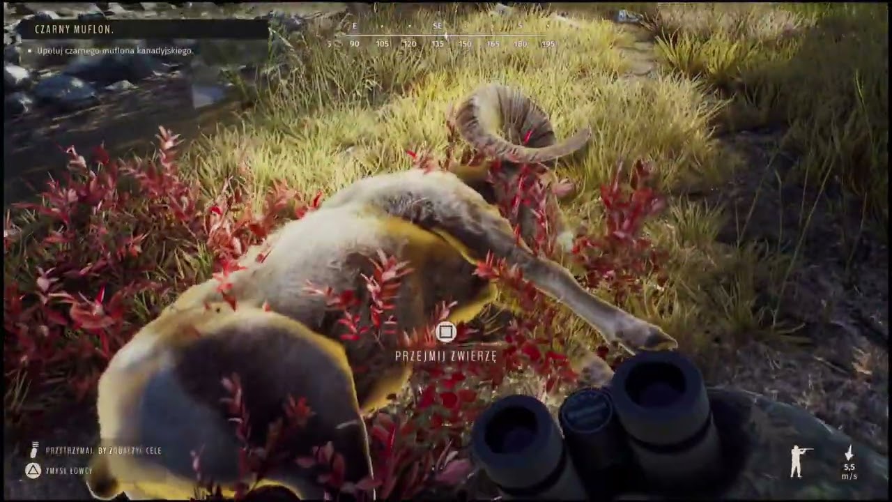 Way of the hunter PS5#3 PL Czarny muflon zlecenie/ muflon kanadyjski 5 star