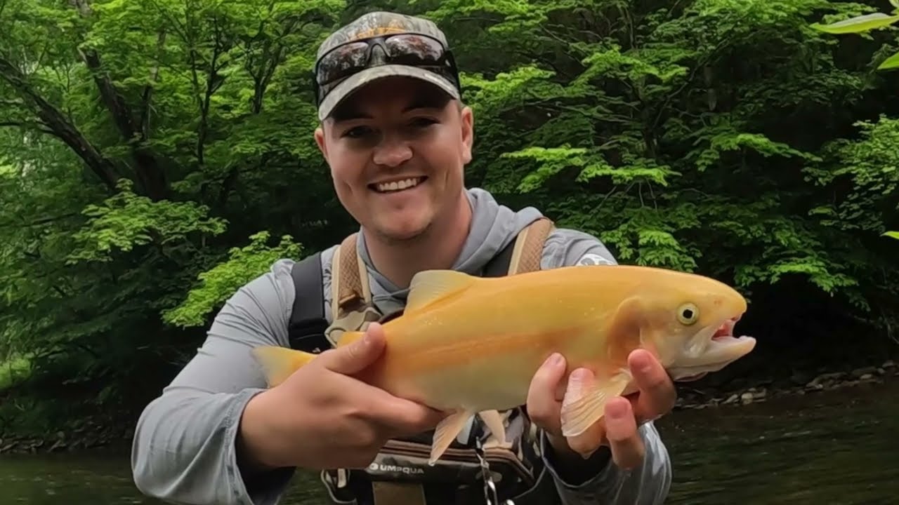 Potter County PA: Fly Fishing for Trout