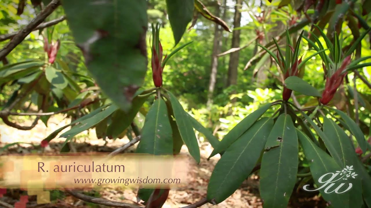 Discovering Rhododendron in the Garden of Rhododendron Breeder Joe Bruso